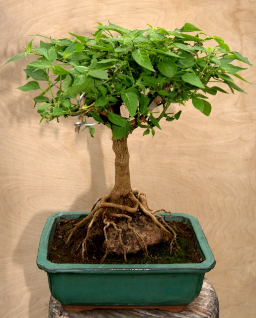 Praetermissum