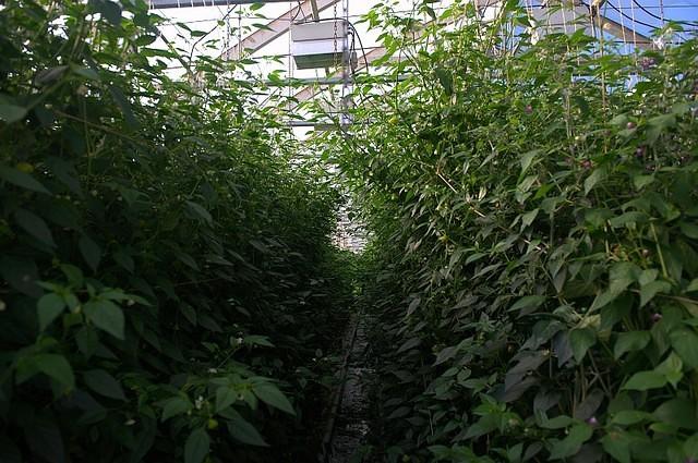 Plants