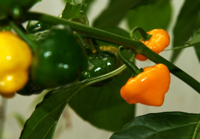 Petenero