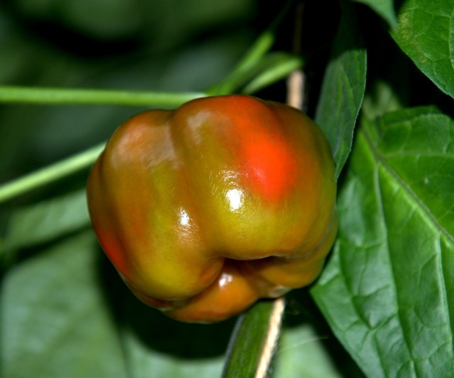 Rocoto, Red Peruvian