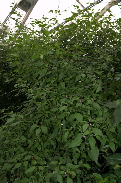 Ulupica, Large