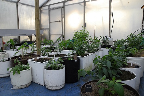 Plants