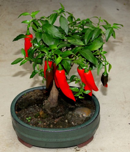 Dutch-Habanero F1
