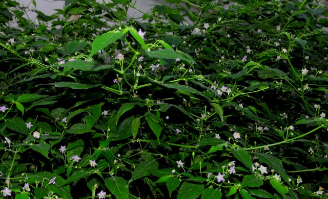 Praetermissums