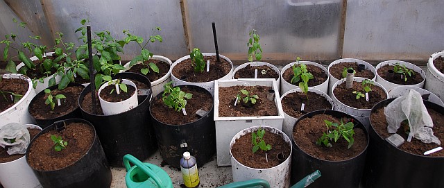 Seedlings