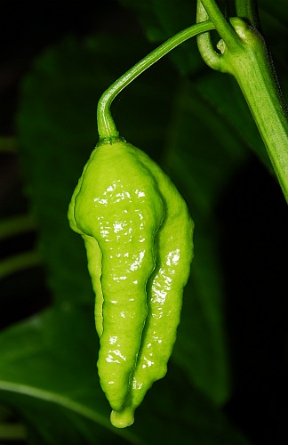 Bhut Jolokia