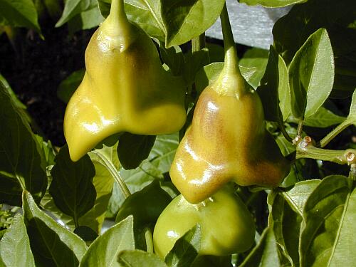 Bishop's Crown  (C. baccatum)