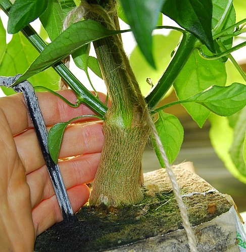 Bonchi stem