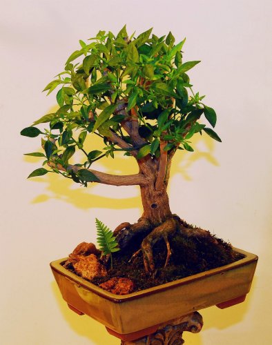 Bonchi plant