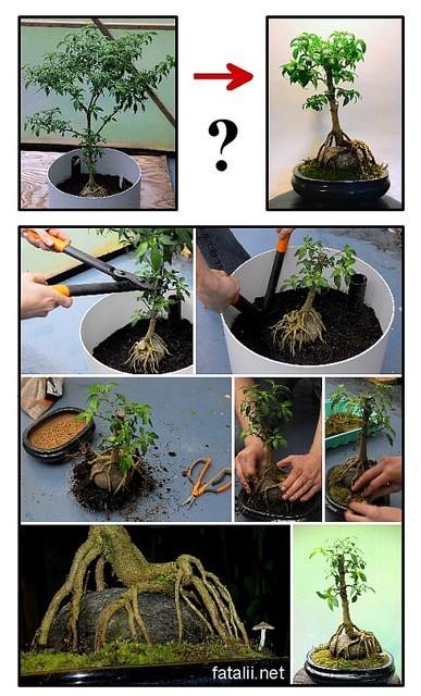 Howto bonchi