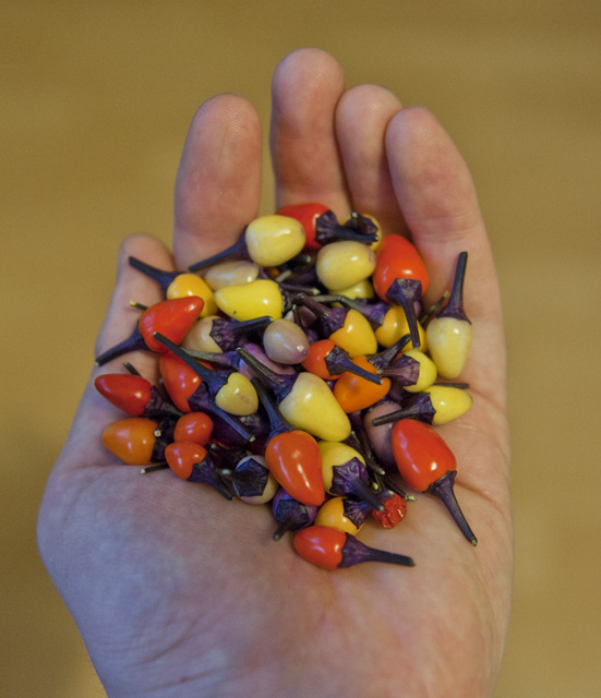 Pods from bonchi Bolivian Rainbow.