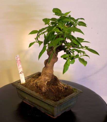 Brown Rocoto Bonchi