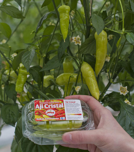Aji Cristal box.