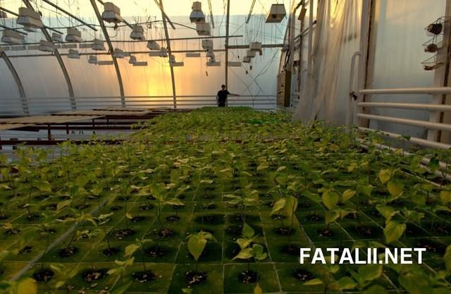 Chile seedling forest