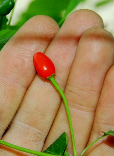Chiltepin, Eastern Travis County