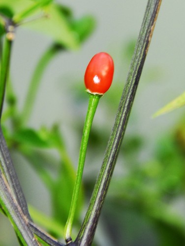 Chiltepin, Sonoran