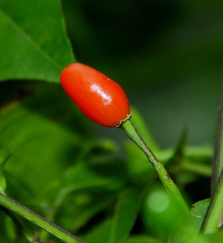 Chiltepin, Sonoran