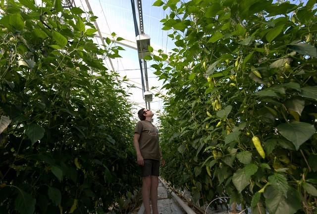 Aji Cristal forest!