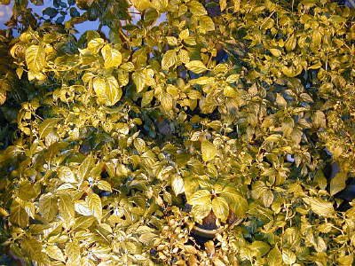 Plants