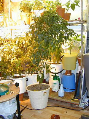 Plants
