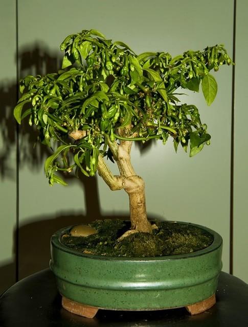 Dutch-Habanero F1 Bonchi