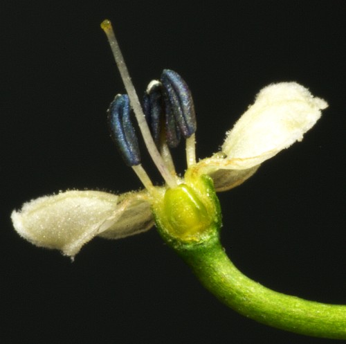 Split flower