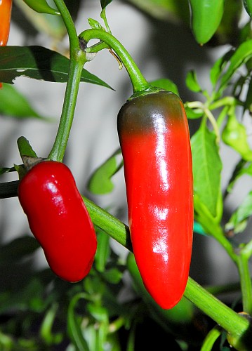 Dutch-Habanero F2 - Cold tolerant