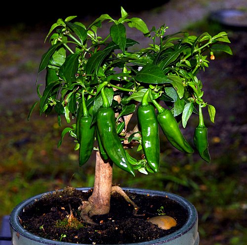 Dutch-Habanero F1 Bonchi