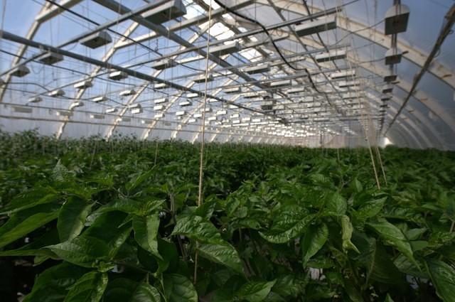 The sea of Naga Morich