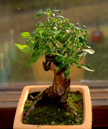 Bonchi progressing