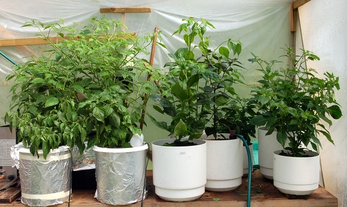Plants