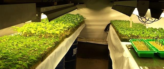 Germinating