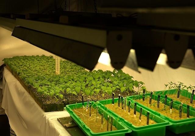 Germinating