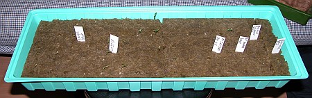 Germinating