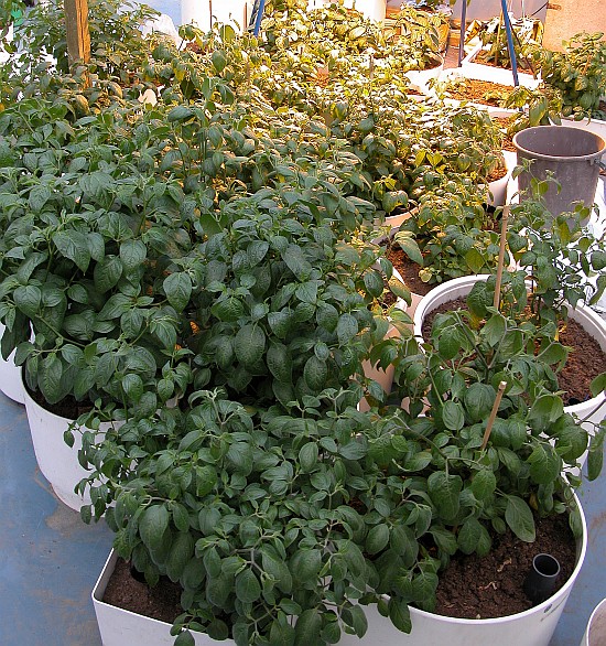 The rocoto forest