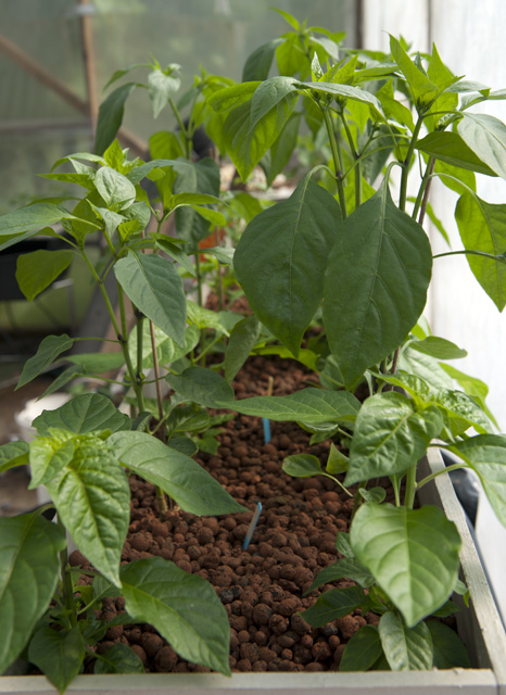 EBB seedlings