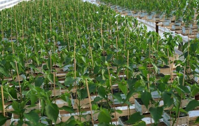 Seedlings