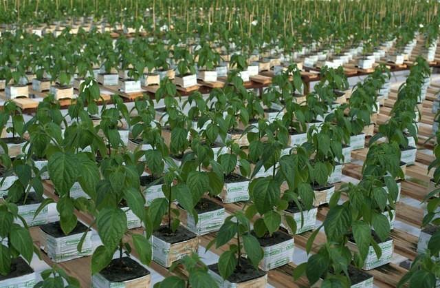 Seedlings.