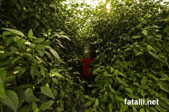 Fataliis Forest