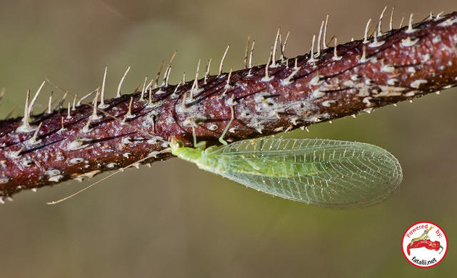 Lacewing