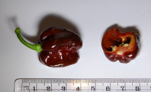 Habanero, Brown