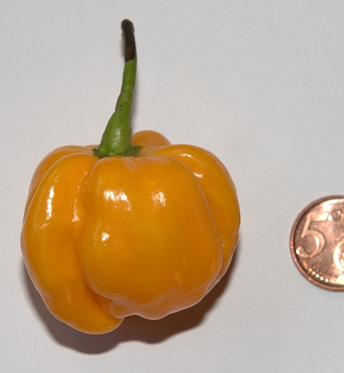 Habanero, Golden