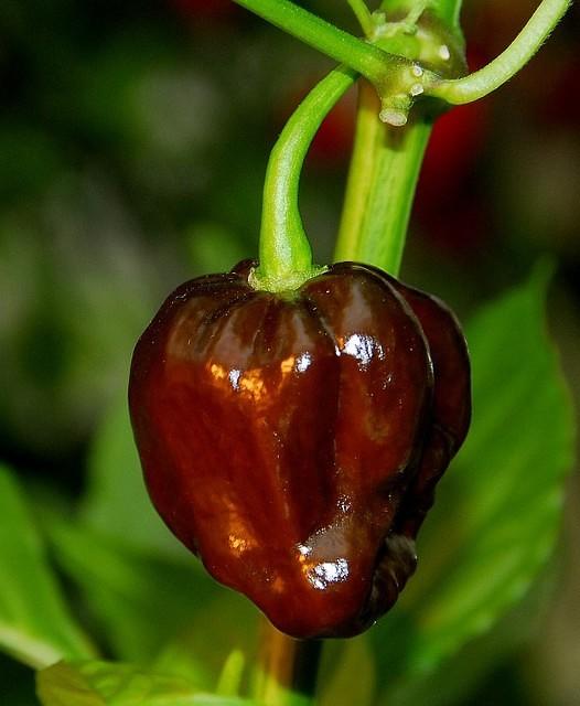 Habanero, Large Chocolate Brown