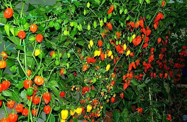 EBB & flood with the hottest varieties!