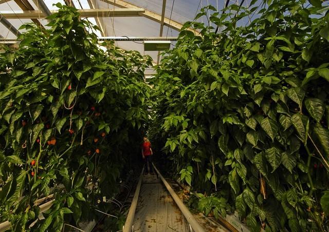 Huge Naga plants