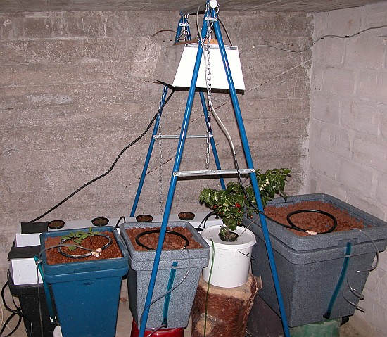 Hydroponic cellar!