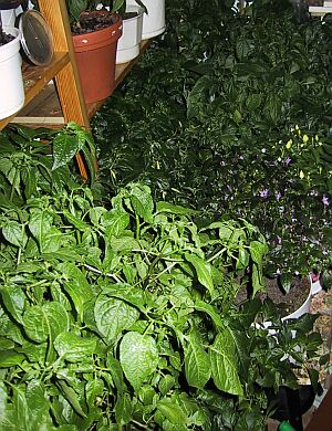 Plants