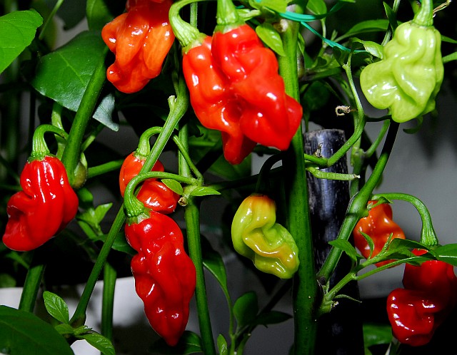 Ivorian Pimiento