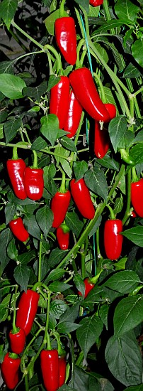 Jalapeno, Hercules