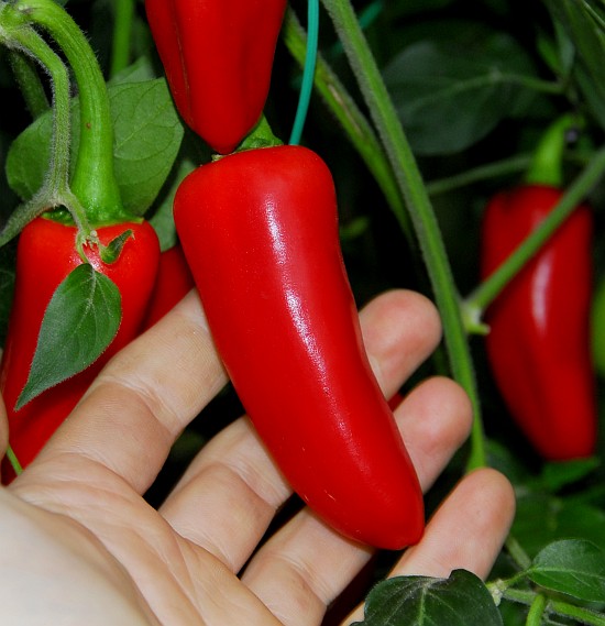 Jalapeno, Hercules